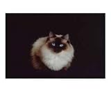 ragdoll cat Animals Photographic Poster Print by andrea donati, 10x8