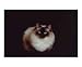   - ragdoll cat Animals Photographic Poster Print by andrea donati, 10x8