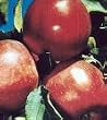 Red Delicious Apple Semi Dwarf Five Gallon Tree
