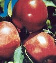 Red Delicious Apple Five Gallon Tree