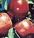 Red Delicious Apple Semi Dwarf Five Gallon Tree