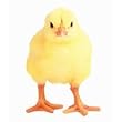 Yellow Chick Die-Cut Photographic Magnet