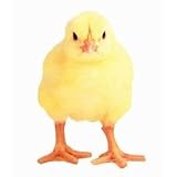Yellow Chick Die-Cut Photographic Magnet