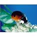 Live ladybirds-nature's natural pest control-pack of 25 save money and your plants