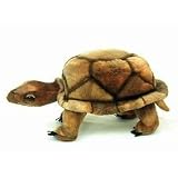 Wood Turtle 8