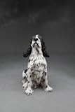 DOG お願い 11065