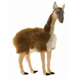 Standing Guanaco Llama