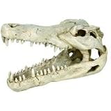 Trixie 8712 Krokodil-Sch&auml;del, 14 cm