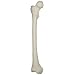 3B Scientific A35/1R Right Femur Model