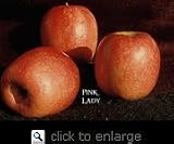 Pink Lady Apple Tree Five Gallon
