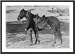 Historic Print S Col. Keoghs horse Comanche sole survivor of the Custer massacre - This horse was ridd