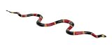  : Incredible Creatures - Coral Snake