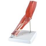 3B Scientific A883 8 Part Elbow Joint Model with Removable Muscle, 9.8