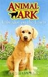 Labrador on the Lawn