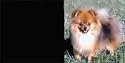 AIRBRUSHED LICENSE PLATES -POMERANIAN LICENSE PLATE - #18