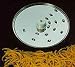 KitchenAid KFPSH4 4MM (Medium) Shredding Disc 