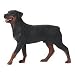   - Breyer Rottweiler