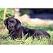 Black Labrador Retriever Puppy 300 Piece Puzzle