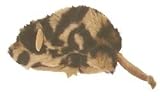 Kong Dr. Noys' Field Mouse (4.0 x 2.5 x 6.75)