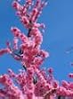 Arctic Fantasy Nectarine Tree Five Gallon