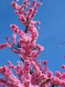 Arctic Fantasy Nectarine Tree Five Gallon
