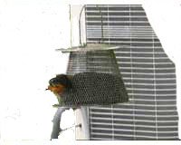 No-No Feeder W/ Roof Ext Brass