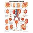 Anatomical Chart Company Urinary Tract Anatomical Chart