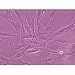 Analysis And Comparison Of Various Mammalian Cell Types