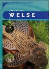 Buch