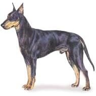 7.5cm x 5cm Acrylic Fridge Magnet-Manchester Terrier