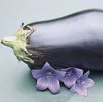 Black Beauty - eggplant
