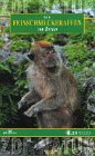 Eigenschaften Ufa Video  / Die Feinschmeckeraffen von Borneo