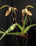 Lady Slipper Orchid Plant Paphiopedilum sanderianum 'Dark Beauty' x Paph sanderianum 'Newberry Tresses'