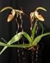 Lady Slipper Orchid Plant Paphiopedilum sanderianum 'Dark Beauty' x Paph sanderianum 'Newberry Tresses'
