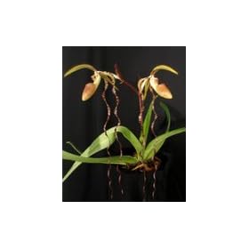 Lady Slipper Orchid Plant Paphiopedilum sanderianum 'Dark Beauty' x Paph sanderianum 'Newberry Tresses'