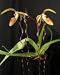 Lady Slipper Orchid Plant Paphiopedilum sanderianum 'Dark Beauty' x Paph sanderianum 'Newberry Tresses'