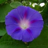 Morning Glory (Ipomoea purpurea) - Jumbo Wildflower Seed Packet