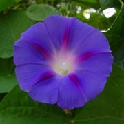 Ipomoea purpurea (Morning Glory) - Bulk Wildflower Seeds