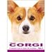Welsh Corgi 12 Pack Greeting Cards