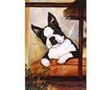 Boston Terrier