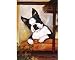 boston terrier - Boston Terrier