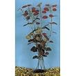 Hydro Vulgans Plant - Small - 4 in.