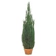 Preserved Natural Juniper with Mache Pot (Evergreen) (40"H)
