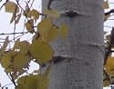 Quaking Aspen, Set of (3) 12-17inch Trees