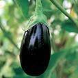 1000 BLACK BEAUTY EGGPLANT Solanum Melongena Esculentum Vegetable Seeds