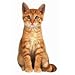 Sammy The Orange Kitten Die-Cut Photographic Magnet