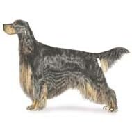 7.5cm x 5cm Acrylic Fridge Magnet-Gordon Setter