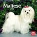 maltese1  - Maltese 2010 Wall Calendar