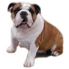 7.5cm x 5cm Acrylic Fridge Magnet-Bulldog2