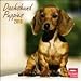dachshund2 - Dachshund Puppies 2010 Wall Calendar